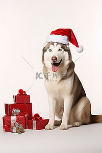 一只哈士奇狗坐在圣诞帽前并送礼物