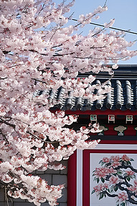 春天旅行背景图片_房子附近树上的樱花