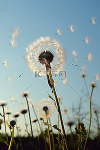 蒲公英飞向风