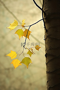 一棵有黄色叶子的树枝的树