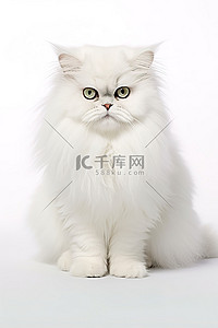 老板坐在椅子上背景图片_一只白色波斯猫坐在白色背景上