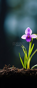 地里的西瓜背景图片_深色背景下长在地里的紫色兰花