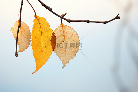 秋天的叶子 照片丹尼尔埃克尔斯