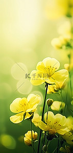 自然合成背景图片_绿色背景上有黄色花蕾的黄色花朵