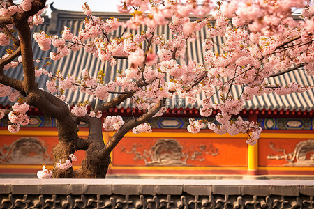 北京樱花盛开