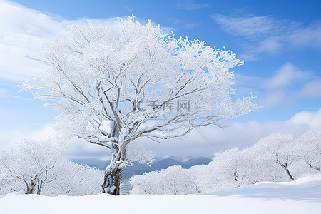 山旁一棵被雪覆盖的树