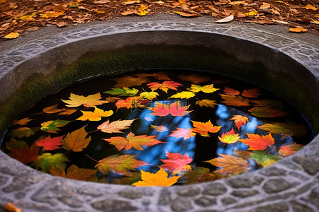 漂浮的落叶背景图片_一条小溪，树叶漂浮在其中，水环绕着池塘