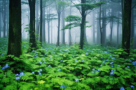 山蓝背景图片_充满雾气的森林，绿树蓝花