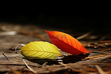 坐地上背景图片_阳光明媚的场景中，两片叶子坐在地上