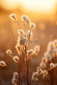 秋天夕阳背景图片_夕阳下的干草