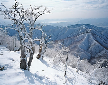 通行证图背景图片_忠犬八公滑雪通行证