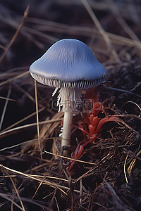 捆扎稻草背景图片_一堆红色干稻草中的蓝色蘑菇