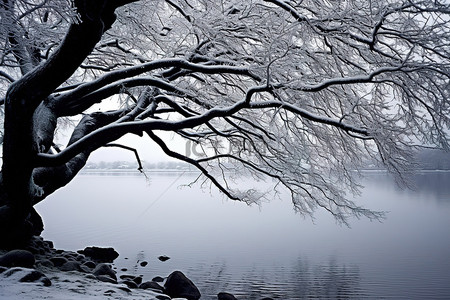 一些雪湾上的树枝