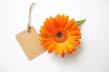 菊花花背景背景图片_一朵小橙色花坐在白色背景上的标签附近