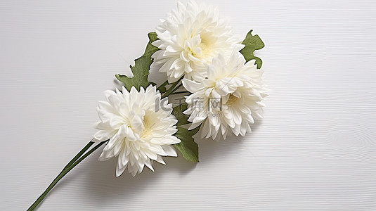 白丝菊花 25 厘米