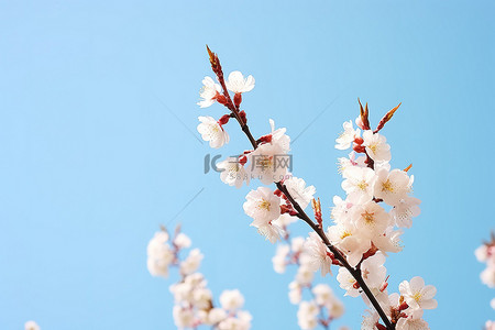 白色天空背景图片_樱花花美丽的春天的花朵蓝天