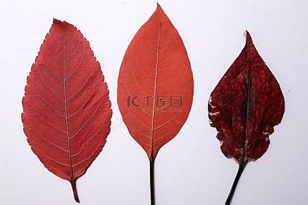 树枝叶背景图片_红色 ftp 树枝叶注射器中的 3 片叶子形状