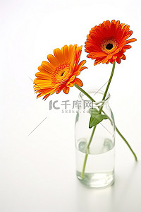 橙色的花背景图片_两朵橙色的花坐在白色表面的花瓶里