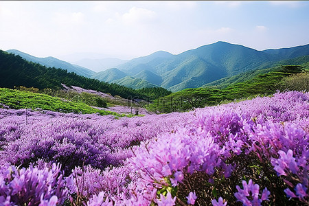 开满紫色花朵和山峦的景色