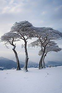 雪地树背景图片_雪中​​斜坡上的四棵树