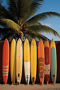 站立式冲浪板背景图片_棕榈树附近的一大群冲浪板