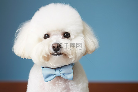 白色贵宾犬背景图片_戴着蓝色领结的白色贵宾犬