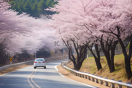 赏花赏花背景图片_路上的樱桃树，一辆汽车沿着轨道行驶