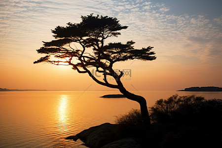 分工不明背景图片_日落时俯瞰水面的一棵不明树