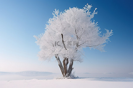 冬天雪松树背景图片_冬天雪覆盖的树