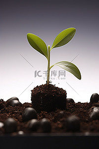 自有种植背景图片_种子长成泥土，以便种植在种子中