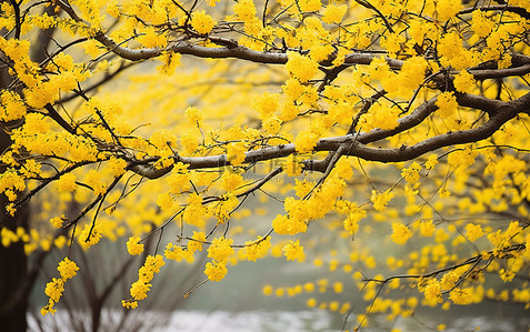秋天的景色，有黄色的花枝和树木