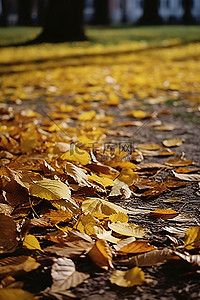 秋天落叶枫叶背景图片_地上的秋叶