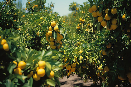 橘子挂枝头背景图片_机场附近的橘子园里盛开的柠檬树