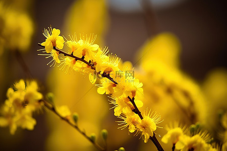 姜树背景图片_500px 树宏上盛开的黄色花朵