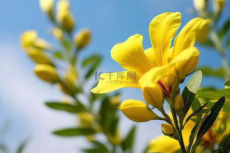 一朵黄色的花在高大的绿色植物中绽放