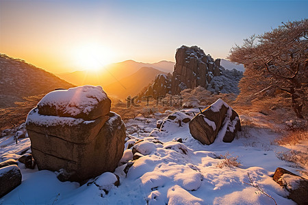 有雪松树背景图片_太阳从有雪和树木的山上升起