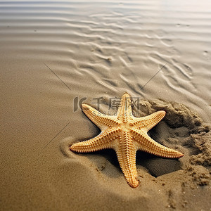 夏天海星背景图片_沙子里的海星