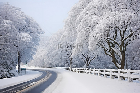 有树和雪的路被雪覆盖