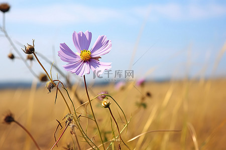 紫色草原背景图片_草原上一朵紫色的花