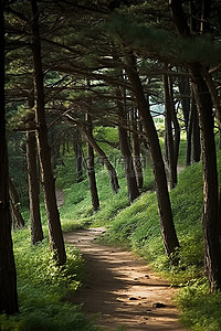 树林路背景图片_一条通往树林的小路