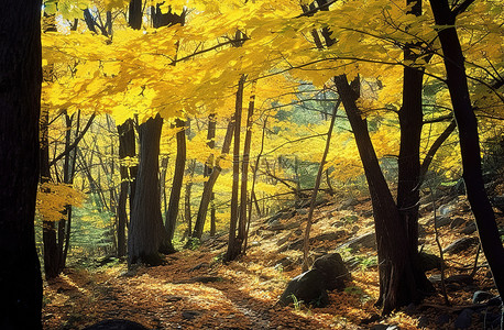 森林里的树叶全是黄叶