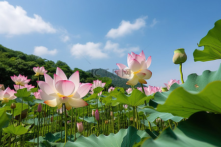 荷叶莲花背景图片_生长在山上的莲花