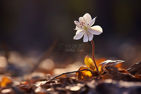 黄色和背景图片_一朵小白花，黄色和红色的眼睛从枯叶中生长出来