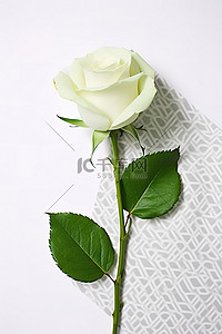 白色背景上带有绿色和白色图案的白玫瑰