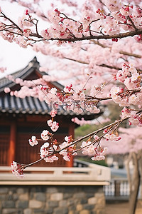 文化兴村背景图片_兴东地古园樱花盛开的季节