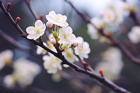 树枝上盛开的花朵，开着白色的花朵