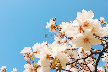 大朵菊花茶背景图片_蓝天白云下，树上开着大朵白花