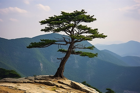 朝鲜拌菜背景图片_朝鲜孤松树