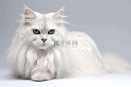 绿色侧边栏图背景图片_白色长毛猫，侧眼