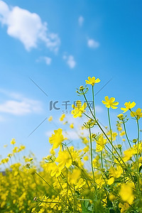 田野上有黄色的花朵和蓝天